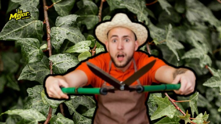 No la plantes: este vegetal convierte todo jardín en una selva y está prohibida en EU