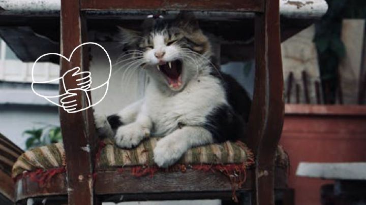 ¿A qué edad tu gato es viejo?