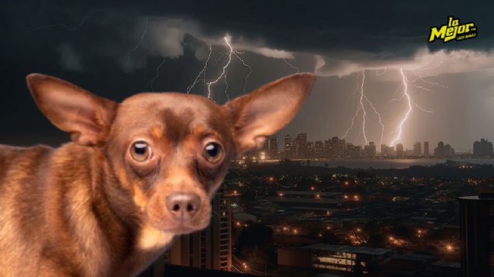 Los mejores consejos para que tu perro no sufra con los truenos y las lluvias