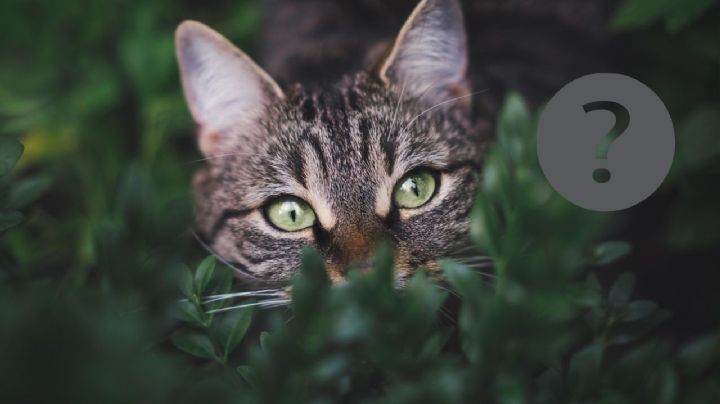 ¿Qué significa que se te acerque un gato callejero?