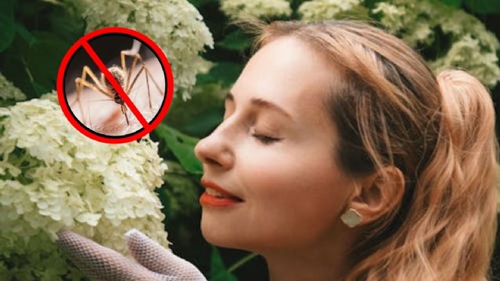 La verdad sobre los perfumes anti-mosquitos: esto debes saber para oler rico y repeler insectos