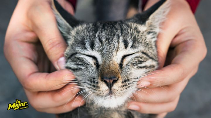 Estos son los principales (y más frecuentes) errores que cometes al educar y corregir gatos
