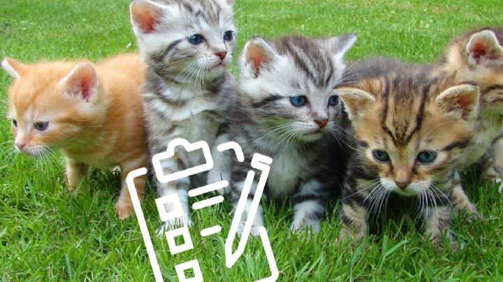 Estos son 5 nombres para gatos que están en tendencia en el 2025, según la inteligencia artificial
