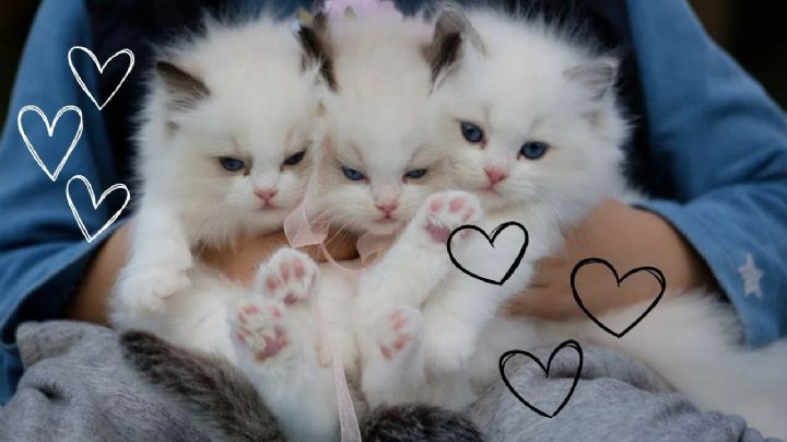 Tomorrow Cat 2025: Esto habrá en el evento gratuito para los amantes de los gatos