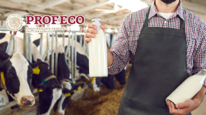 ¿Lala o Santa Clara? Esta es la leche que aprueba Profeco con más proteína y menos grasa en este 2025