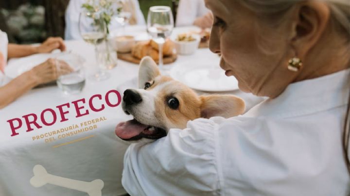 Las marcas de croquetas para perro que SÍ debes darle de comer a tu lomito, según Profeco