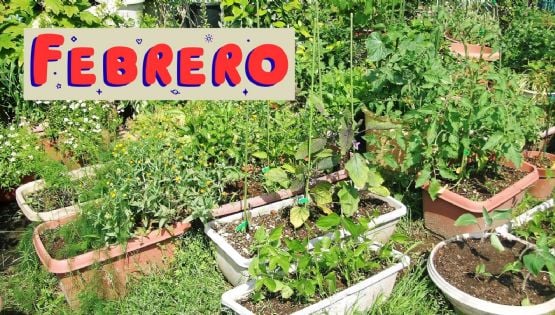 Calendario de siembra: Esto es lo que debes cultivar en tu huerto en el mes de febrero
